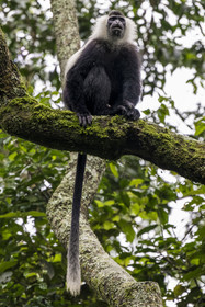 Rwanda, Province de l’Ouest, Gisakura, Parc national de Nyungwe, Colobe de Ruwenzori (Colobus angolensis ruwenzorii) pendant un safari à pied dans la forêt tropicale humide naturelle