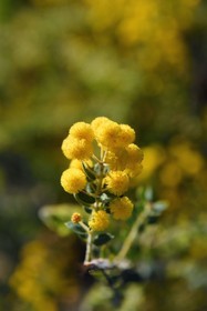 France, Var, Le Rayol Canadel sur Mer, Domaine du Rayol, Conservatoire du Littoral Estate compulsory mention, Jardin des Mediterranees designed by landscaper Gilles Clément, australian acacia