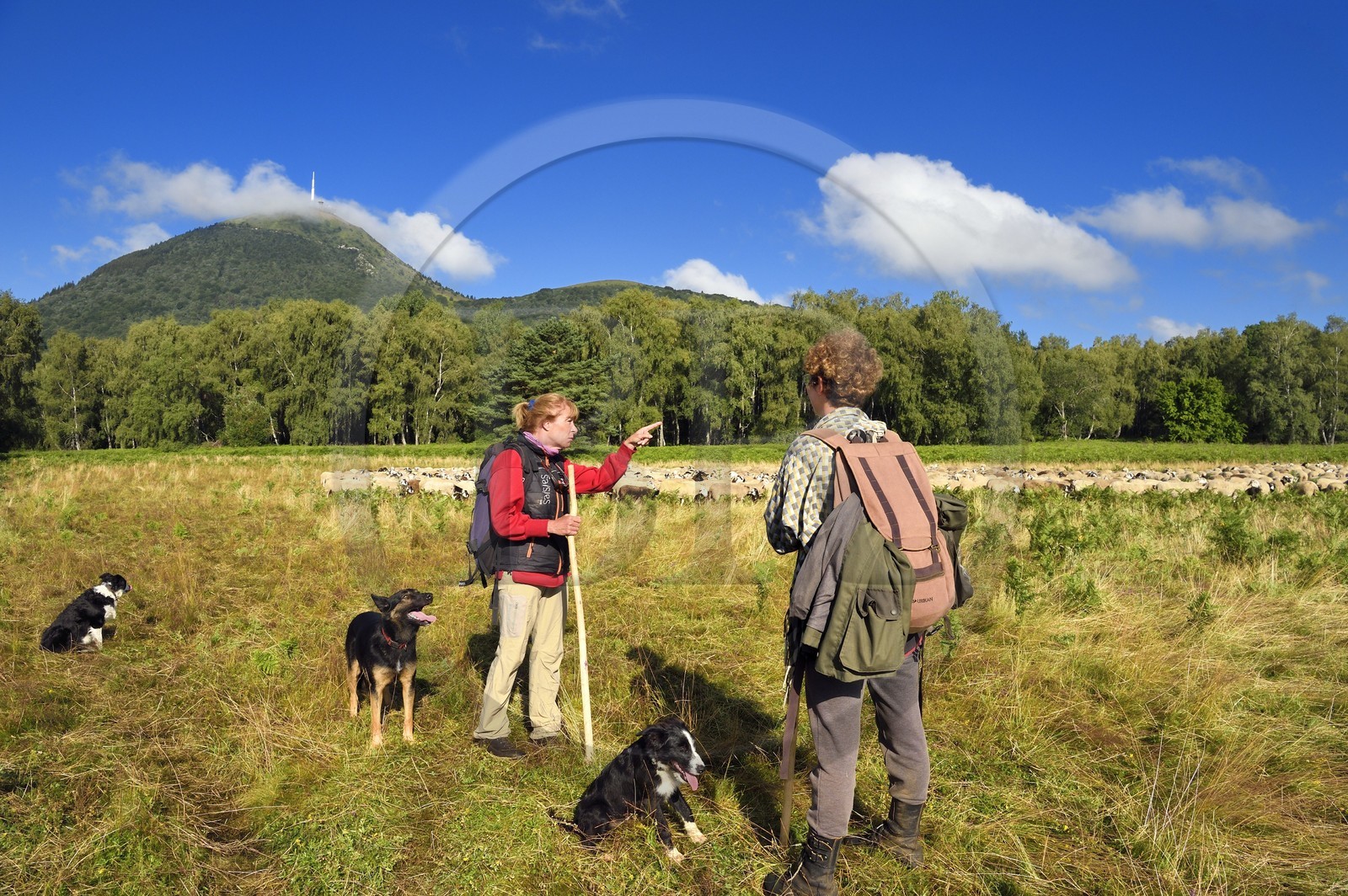 France, Puy-de-Dôme (63), Parc Naturel Régional des Volcans d'Auvergne, Chaine des Puys classée Patrimoine Mondial de l’UNESCO, les deux bergères Ostiane Vuillermoz et Charlotte Hevin gardant un troupeau de brebis Rava au pied du volcan Puy de Dôme