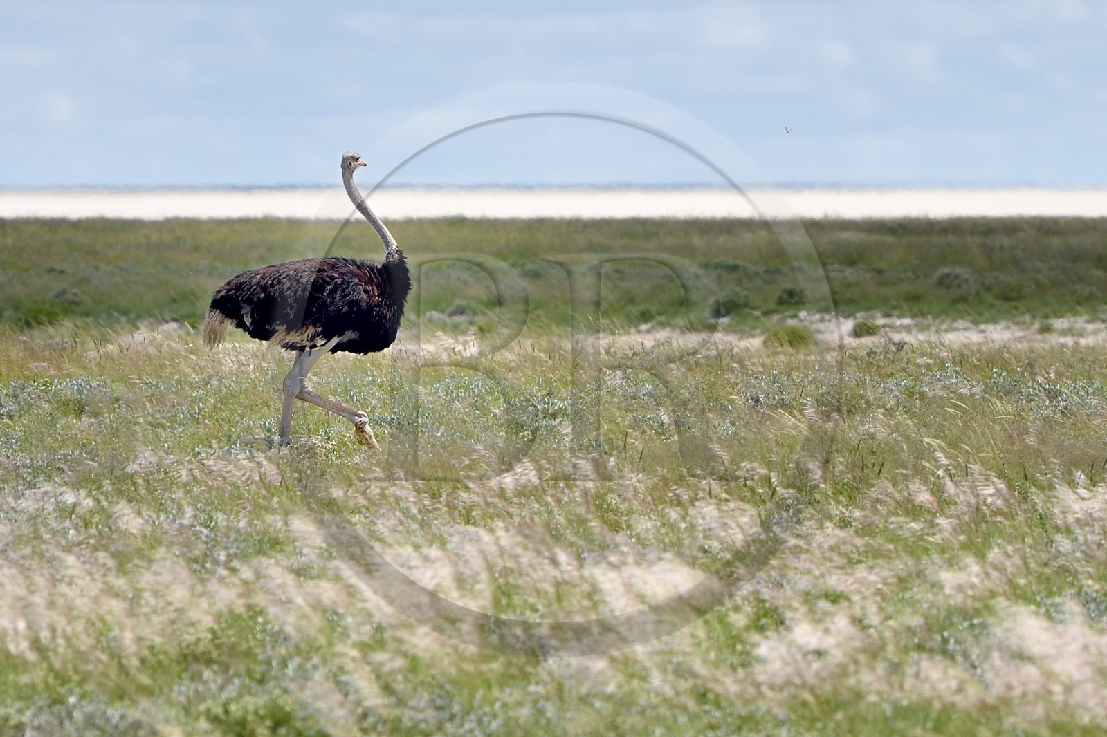 Namibie, région de Oshikoto, Parc National d'Etosha, autruche mâle (Struthio camelus)