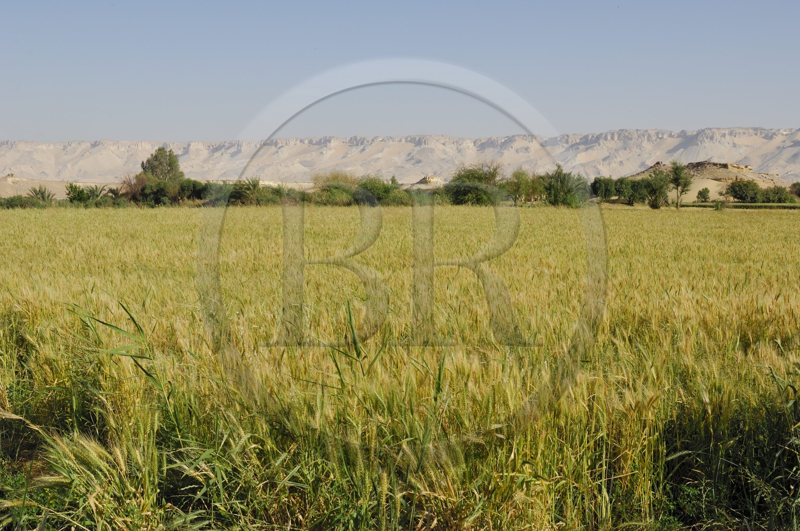 Egypte, désert libyque, oasis de Dakhla, travaux des champs