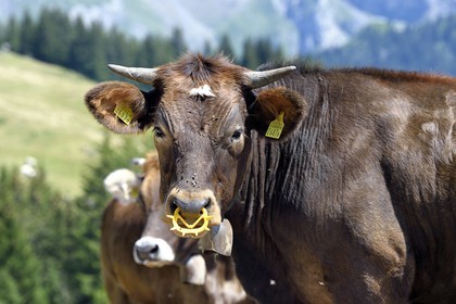 Switzerland, Canton of Vaud, Villars-sur-Ollon, cows