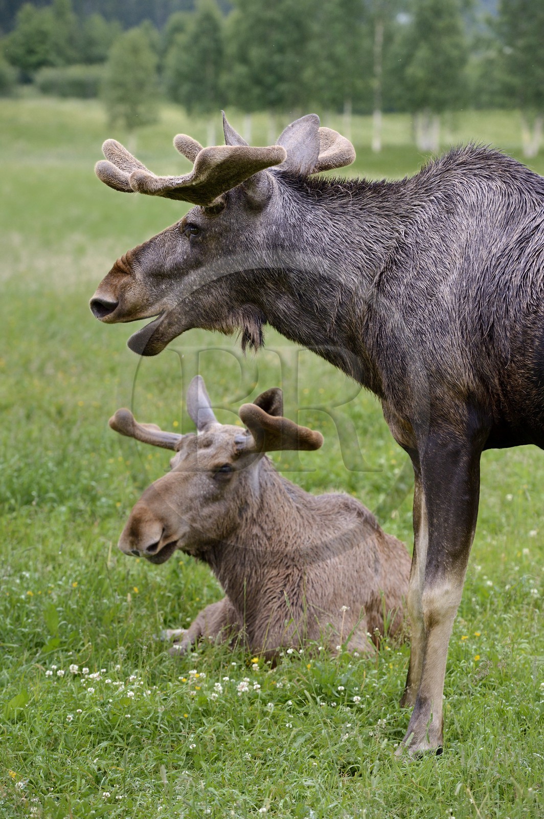 Suède, Comté de Vasterbotten, région d'Umea, Bjurholm, le Maison de l'Elan (Algens Hus), élevage