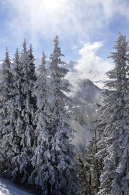 France, Haute Savoie, Les Carroz d'Araches, firs snow covered