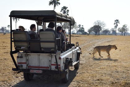 Zimbabwe, Matabeleland North Province, Hwange National Park, tourists in a four-wheel-drive watching a lion (Panthera leo)