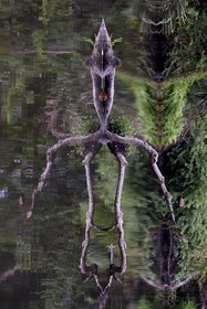 Gabon, Ogooue-Maritime Province, Loango National Park, Akaka site in the Fernan Vaz (Nkomi) Lagoon, the spirit of the Forest