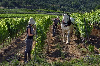 France, Var, Presqu'ile de Saint-Tropez, Gassin, domaine de la Rouillère, Jean-Louis and Christine Calla plow a vineyard plot with their horse
