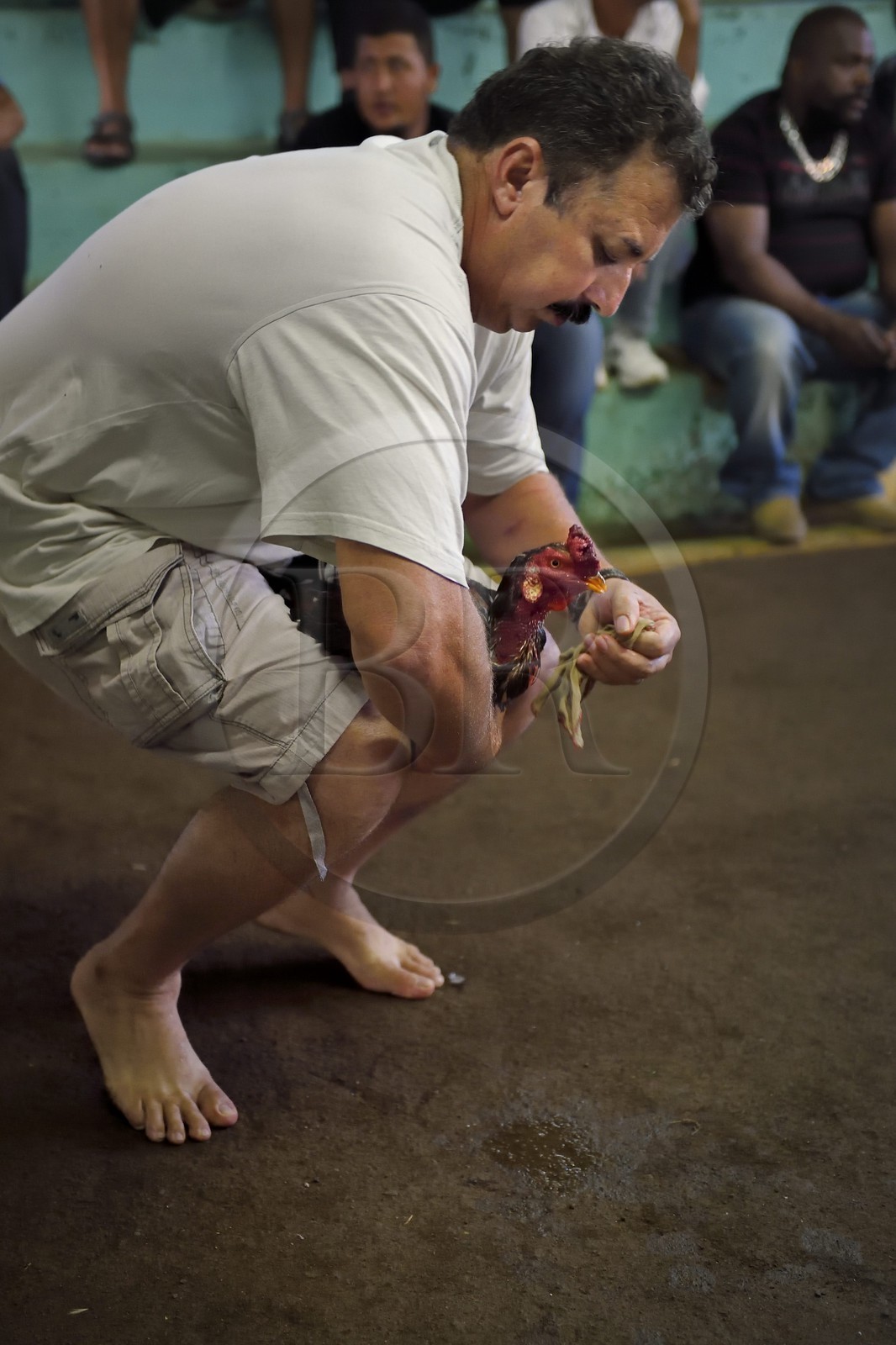 France, Ile de la Reunion, Petit Tampon, combat de coqs dans le Rond de Coq