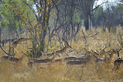 Zimbabwe, province de Matabeleland septentrional, parc national Hwange, impalas (Aepyceros melampus)