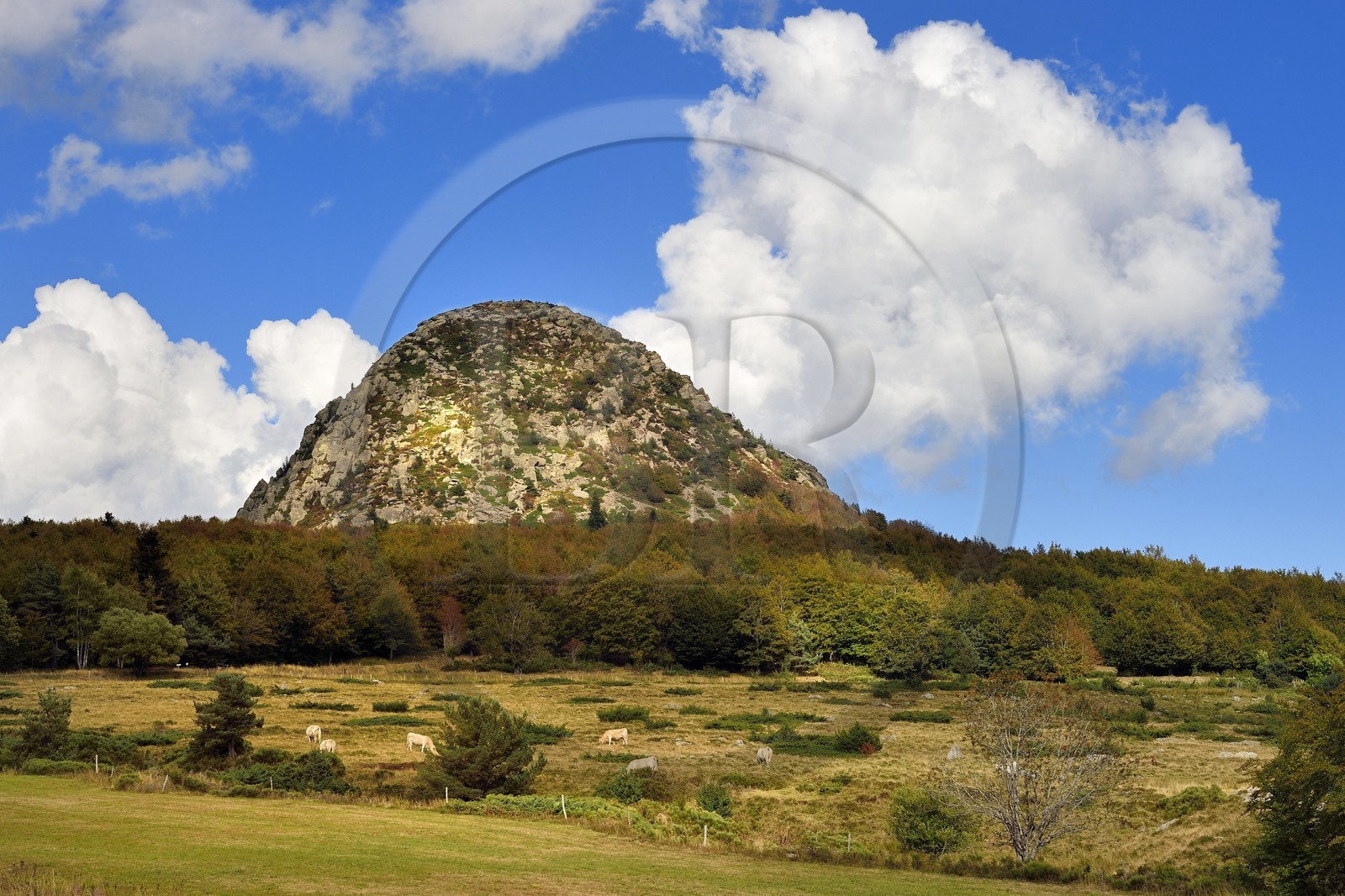 France, Ardèche (07), parc naturel régional des Monts d'Ardèche, Massif du Mézenc, troupeau de vaches dans un pré devant le Mont Gerbier-de-Jonc (suc de 1551 m) où la Loire trouve sa source