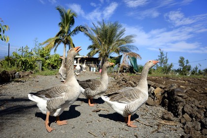 France, Ile de la Reunion, élevage bio d'oies sur les hauteurs de Saint-Leu