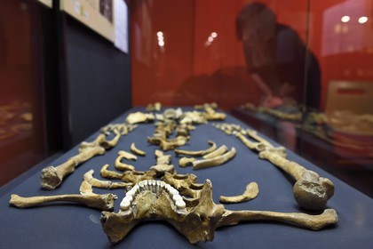 France, Dordogne (24), Périgord Blanc, Périgueux, musée d'art et d'archéologie du Périgord (MAAP), section de Préhistoire, squelette de l'Homme de Regourdou (85000 ans BP)