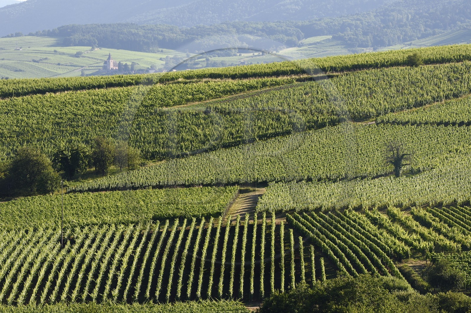 France, Haut-Rhin (68), Route des vins d'Alsace, Bergheim, vignoble du grand cru Altenberg et l'église fortifiée Saint-Jacques-le-Majeur du XIVème siècle en arrière plan