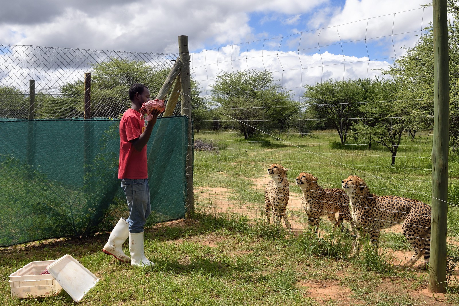 Namibie, Otjiwarongo, Cheetah Conservation Fund, centre de recherche et d'éducation, nourrissage de guépards (Acinonyx jubatus)