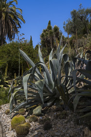 Italy, Liguria, Province of Imperia, Ventimiglia, Hanbury Botanical Garden, Agave americana franzosinii