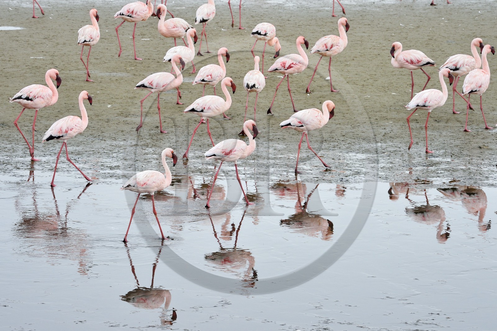Namibie, région de Erongo, Walvis Bay, flamant nain (Phoeniconaias minor)