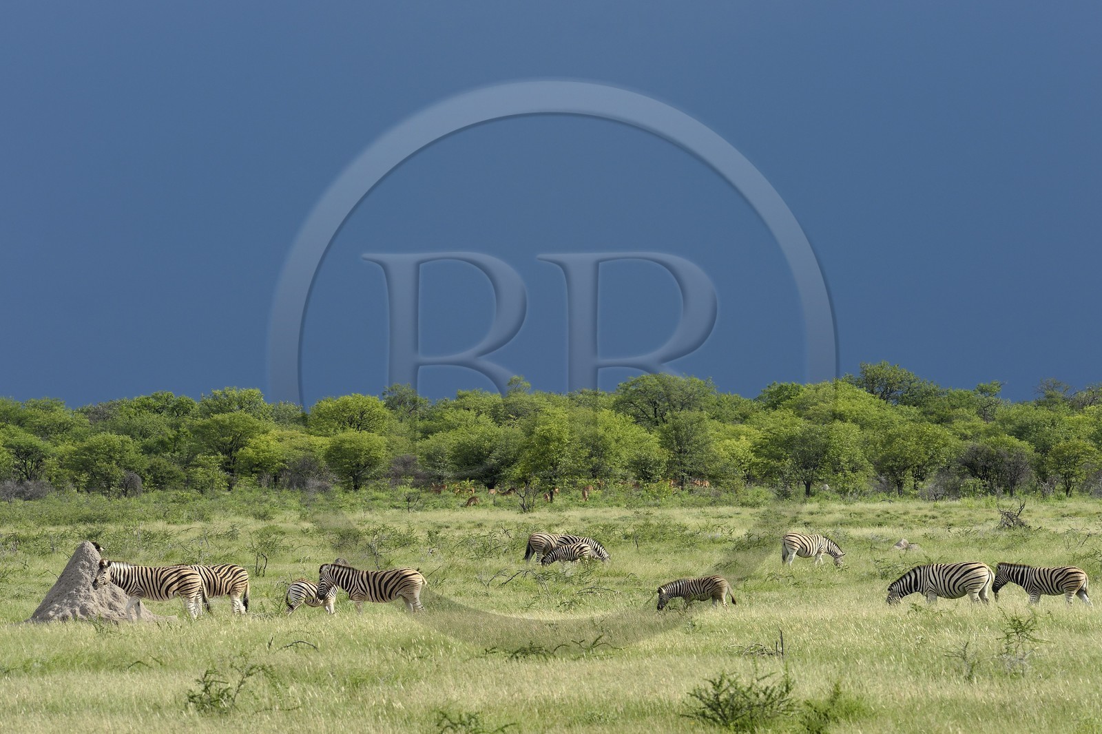 Namibie, région de Oshikoto, Parc National d'Etosha, zèbres de Burchell (Equus burchellii)