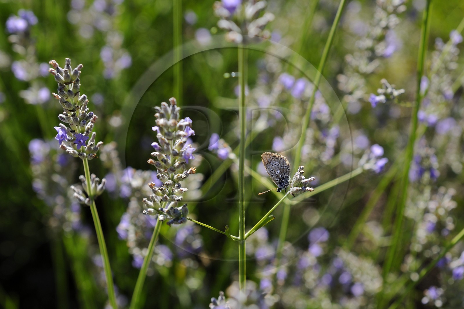France, Var (83), Provence Verte, Bras, la maison d'hôtes Le Peyrourier une campagne en Provence, abeille butinant de la lavande