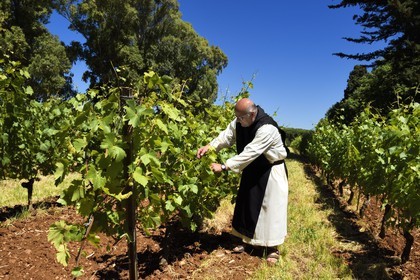 France, Alpes-Maritimes, Lerins Islands, Saint-Honorat island, Brother Marie-Paques in the Abbey of Lerins vineyards