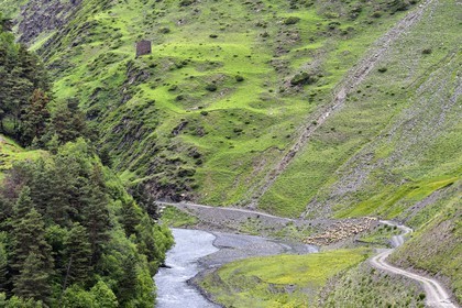 Georgia, Kakheti, Tusheti National Park, Alazani River Valley in the mountains of Pirikiti, shepherd and his flock of sheep