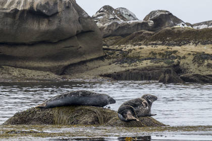 France, Finistère, Penmarch, Étocs archipelago, gray seal (halichoerus grypus)