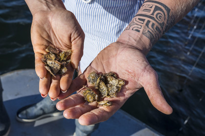 France, Herault, Etang de Thau, Meze, shellfish producers Quentin and Emmeline, young Ostrea edulis oysters