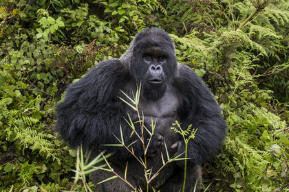 Rwanda, Province du Nord, Parc National des Volcans dans la chaine des Monts Virunga, mont Karisimbi, gorille des montagnes (Gorilla beringei beringei), dos argenté (silverback) nommé Impuzamahanga qui est le male dominant du groupe Susa, il se frappe le torse, battement de poitrine