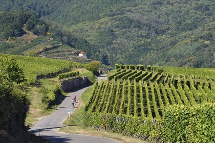 France, Haut Rhin, the Alsace Wine Route, the cycle route crosses the vineyard of Hunawihr