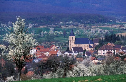France, Bas Rhin, Preuschdorf, fruit trees in flowers