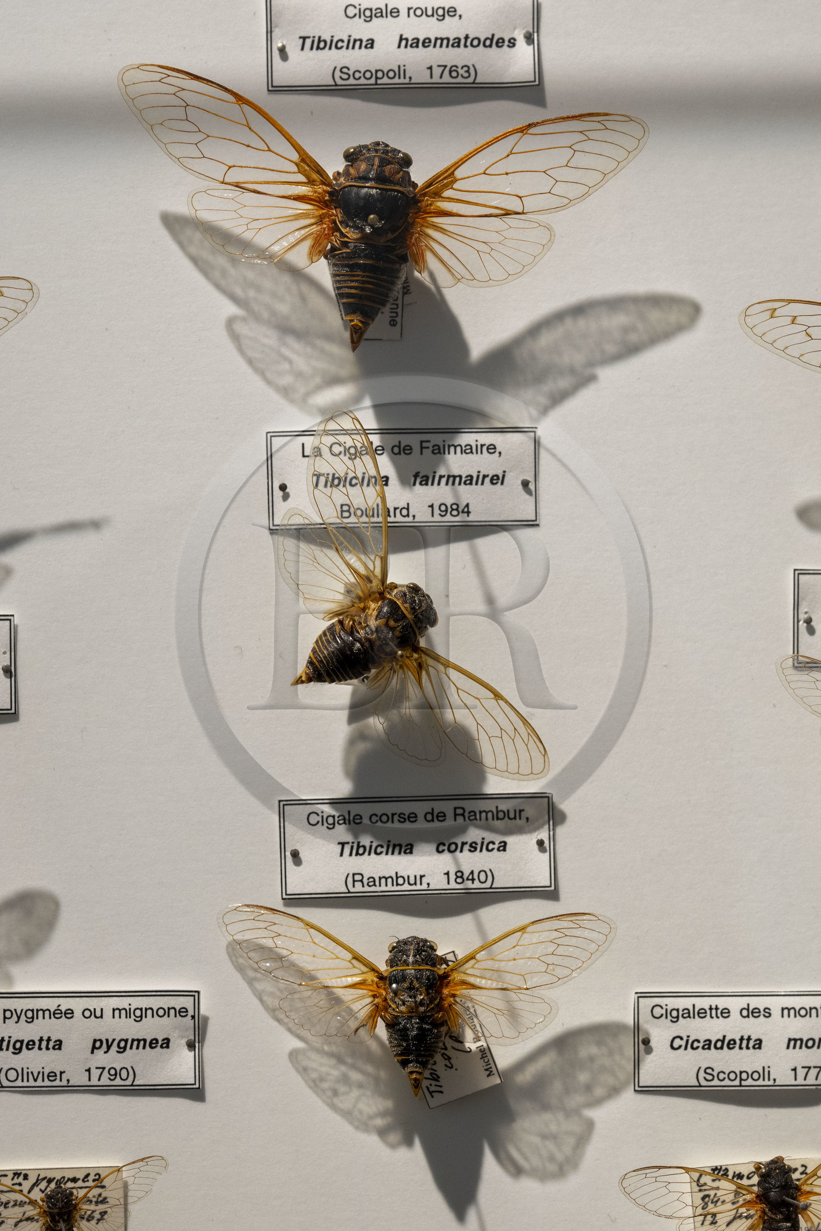 France, Bouches-du-Rhône (13), Parc Naturel Régional des Alpilles, Saint-Rémy-de-Provence, musée des Alpilles, tableau reprenant les principales espèces des cigales de France (détail) France, Bouches-du-Rhône (13), Parc Naturel Régional des Alpilles, Saint-Rémy-de-Provence, musée des Alpilles, tableau reprenant les principales espèces des cigales de France (détail)