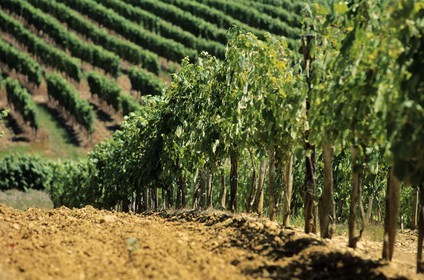 France, Gers (32), Viella, les nectars du Vic Bilh, Domaine de Berthoumieu