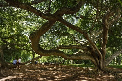 Sri Lanka, center province, Kandy, Peradeniya Botanical Garden, loving couples and ficus benjamina (moraceae)