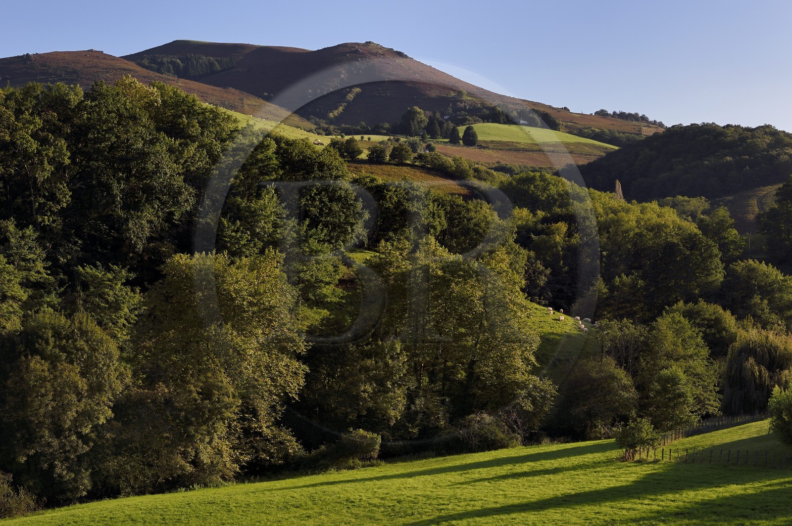 France, Pyrénées-Atlantiques (64), Pays-Basque, Espelette, forêts et paturages au pied du mont Mondarrain
