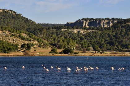 France, Aude (11), Narbonne, les Corbières, Gruissan, Flamants roses (Phoenicopterus roseus)