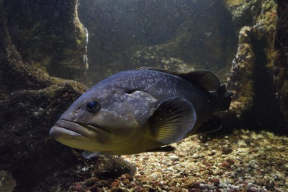 France, Var, Ile des Embiez, the Paul Ricard Oceanographic Institute, Dusky Grouper (Epinephelus marginatus)