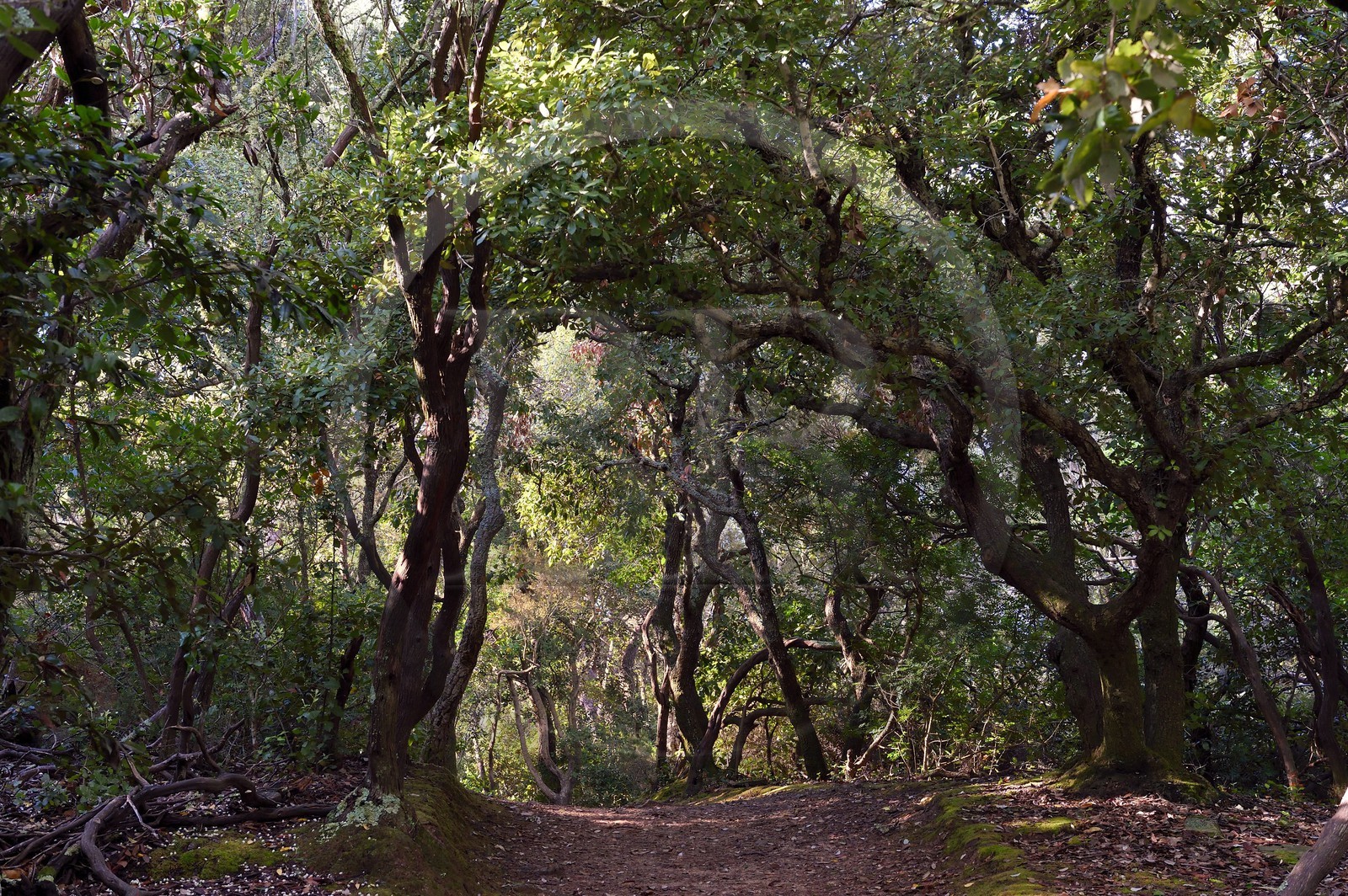 France, Var (83), Iles d'Hyères, parc national de Port Cros, Ile de Port-Cros, forêt au pied du Mont Vinaigre
