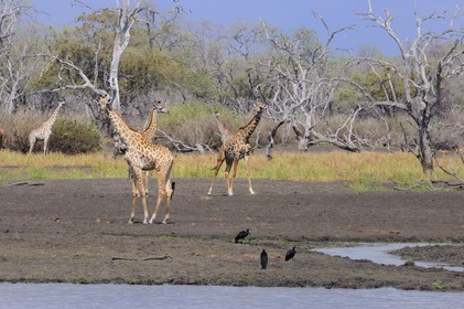 Tanzania, Selous Game Reserve is one of the largest fauna reserves of the world and designated a UNESCO World Heritage Site in 1982, giraffes (Giraffa camelopardalis) on the edge of the Rufiji River at dry season