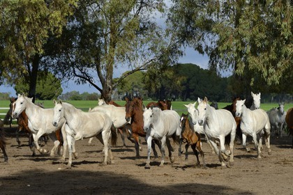 Spain, Andalusia, Seville Province, Utrera, the Ayala stud farm (Yeguada Ayala), Andalusian horse also known as the Pure Spanish Horse or PRE (Pura Raza Espanola)