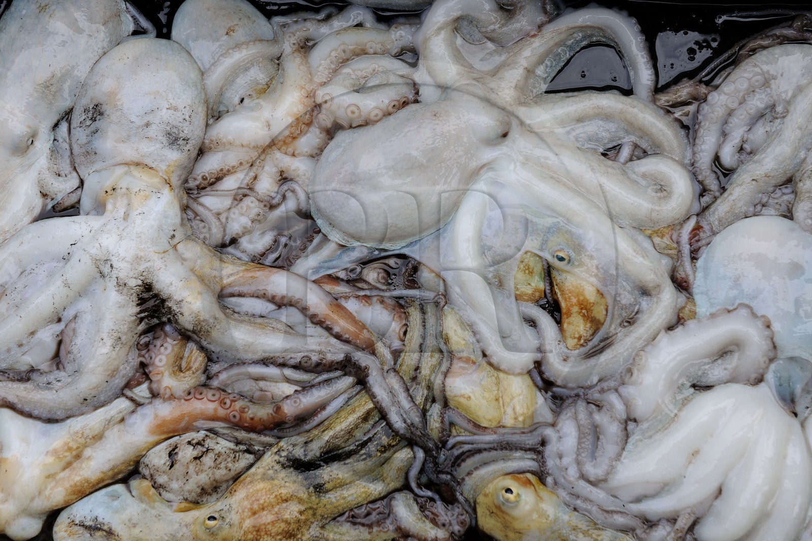 France, Herault, Sete, the fish auction market, freshly caught octopus
