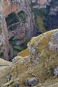 Azerbaijan, Quba (Guba) region, Greater Caucasus mountain range, hiking between the village of Qalaxudat and Giriz, line of sheep