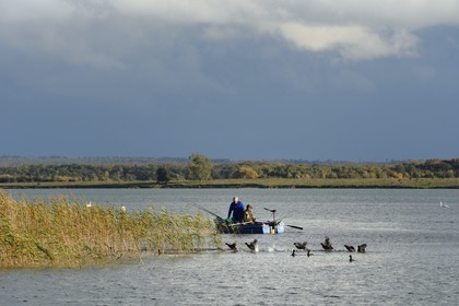 France, Meuse, Lorraine Regional Park, Cotes de Meuse, Heudicourt-sous-les-Cotes, fishermen on Lake Madine, flight of Eurasian Coots (Fulica atra)