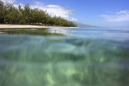 France, Ile de la Reunion, côte ouest, Saint-Gilles-Les-Bains (commune de Saint-Paul), plage de l'Ermitage bordée par les philéas