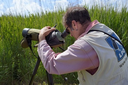 France, Charente-Maritime (17), Rochefort, observation des oiseaux à la Station de Lagunage avec Christophe Boucher, guide de la LPO