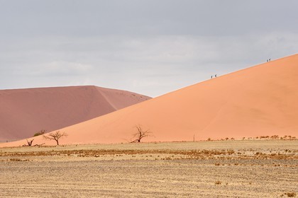 Namibie, région d'Hardap, désert du Namib, parc national du Namib-Naukluft, Erg du Namib classé Patrimoine Mondial de l'UNESCO, dunes de Sossusvlei, randonneurs sur la dune 45