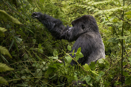 Rwanda, Province du Nord, Parc National des Volcans dans la chaine des Monts Virunga, mont Karisimbi, gorille des montagnes (Gorilla beringei beringei) du groupe Susa, male appelé dos argenté (silverback)