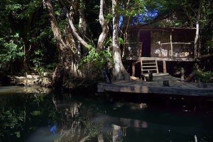 Caraïbes, Ile de la Dominique, Portsmouth, les rives de l'Indian River, ancien site du tournage de Pirates des Caraïbes