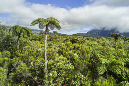 France, Ile de la Reunion, Parc National de la Réunion classé Patrimoine Mondial de l'UNESCO, La Plaine des Palmistes, forêt de Bébour, fougères arborescentes (Cyathea glauca) (vue aérienne)