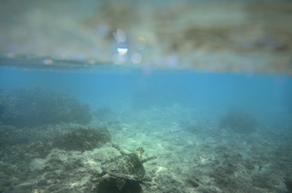 France, Ile de la Reunion, Côte Ouest, Saint-Gilles-Les-Bains (commune de Saint-Paul), le récif corallien du lagon de l'Ermitage, tortue verte (Chelonia mydas) (vue sous-marine)