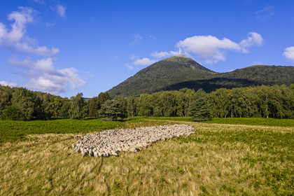 France, Puy de Dome, Parc Naturel Régional des Volcans d'Auvergne (regional nature park of Auvergne volcanoes), Chaine des Puys listed as World heritage by UNESCO, the shepherdess Charlotte Hevin with her dogs and a flock of Rava sheep at the foot of the Puy de Dôme volcano (aerial view)
