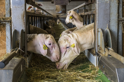 France, Aveyron, Grands-Causses Regional Nature Park, Versols et Lapeyre, Hermilix farm, two Lacaune rams whose ewes' milk is used to produce Roquefort AOP